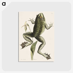 1-42_Mark-Catesby_postcard