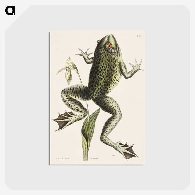 1-42_Mark-Catesby_postcard
