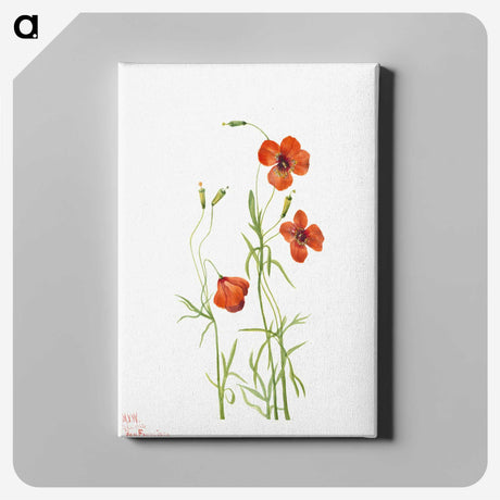 1-42_Mary-Vaux-Walcott_canvas
