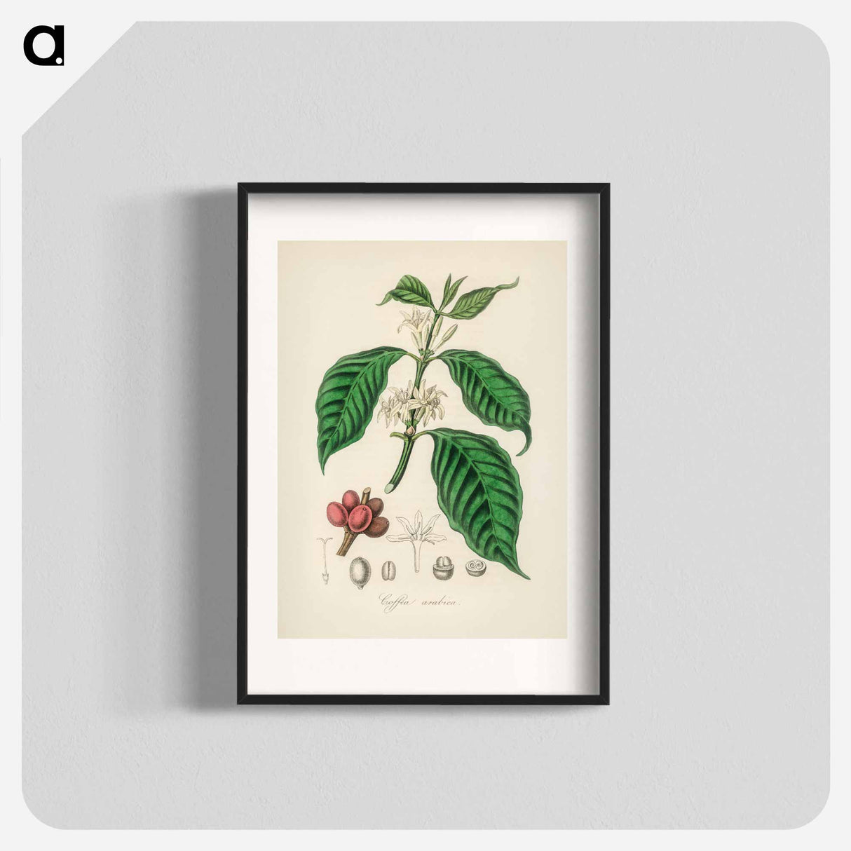 アートポスター-Coffea arabica
 - 薬用植物学 Poster.