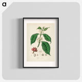 アートポスター-Coffea arabica
 - 薬用植物学 Poster.