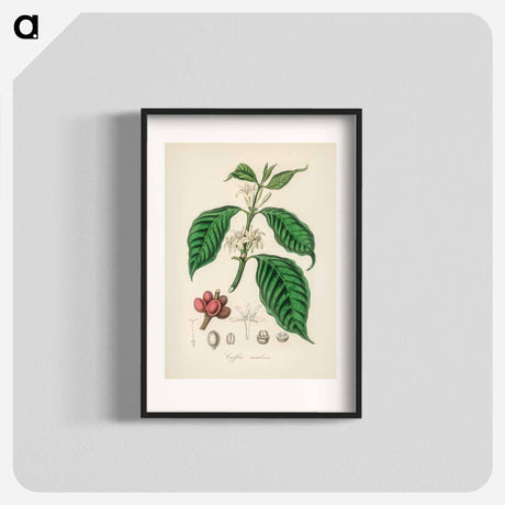 アートポスター-Coffea arabica
 - 薬用植物学 Poster.