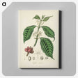 1-42_Medical-Botany_canvas