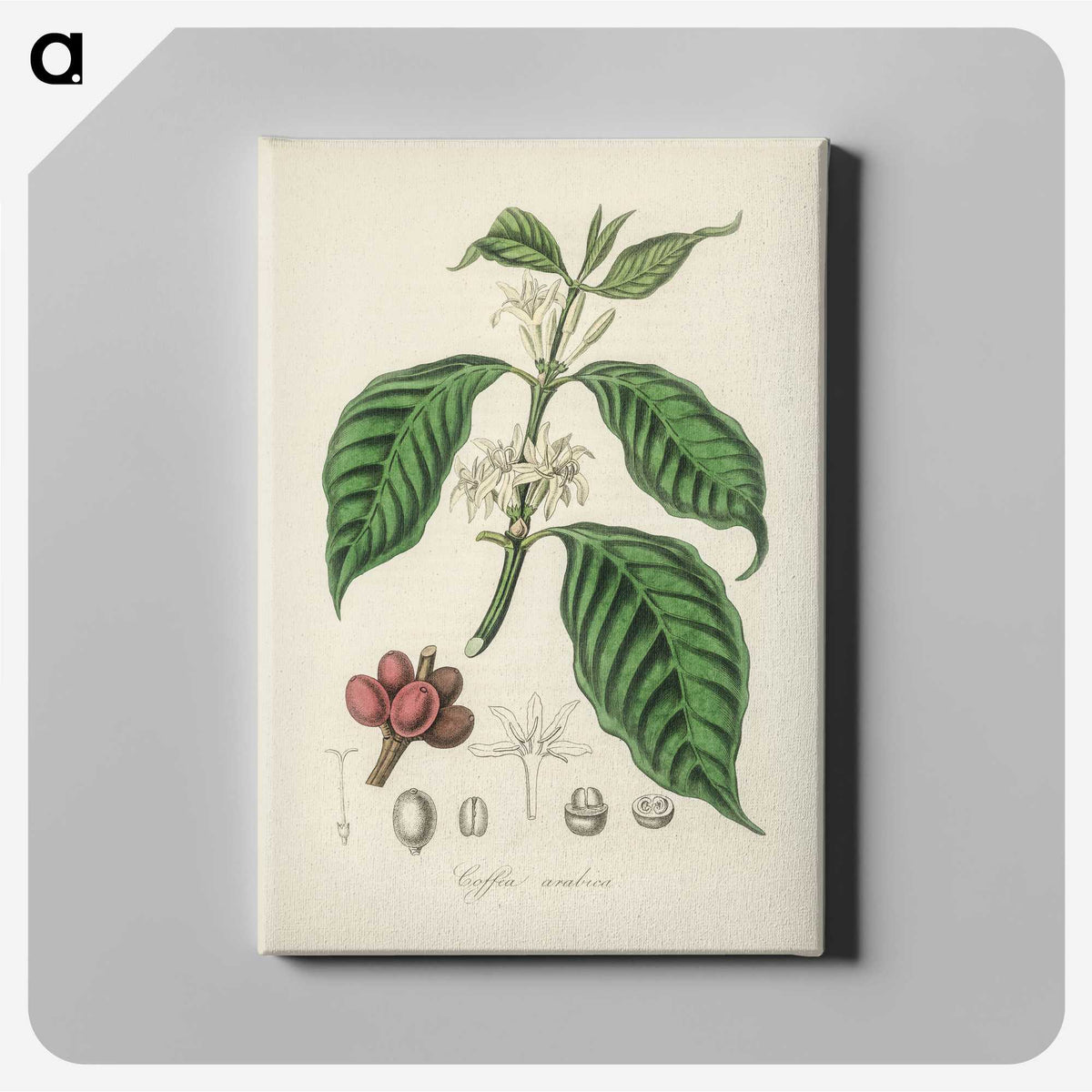 1-42_Medical-Botany_canvas