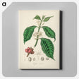 アートパネル-Coffea arabica
 - 薬用植物学 Canvas.