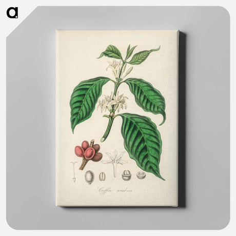 アートパネル-Coffea arabica
 - 薬用植物学 Canvas.