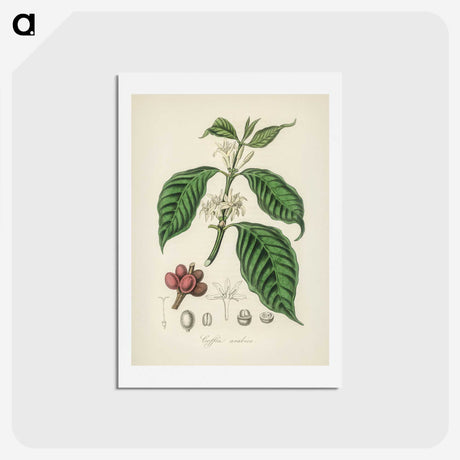 1-42_Medical-Botany_hagaki