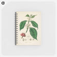 アートメモ帳-Coffea arabica
 - 薬用植物学 Memo.