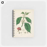 アートメモ帳-Coffea arabica
 - 薬用植物学 Memo.
