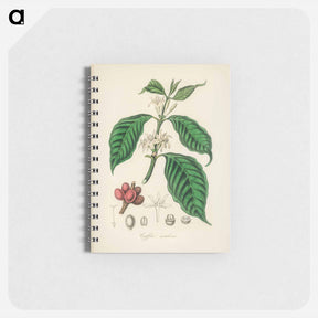 アートメモ帳-Coffea arabica
 - 薬用植物学 Memo.
