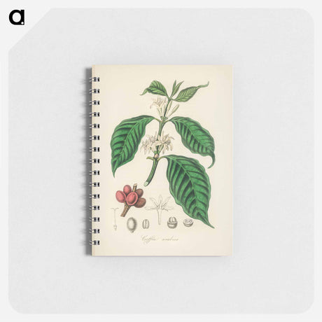 アートメモ帳-Coffea arabica
 - 薬用植物学 Memo.