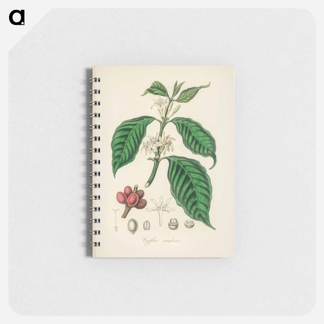 アートメモ帳-Coffea arabica
 - 薬用植物学 Memo.