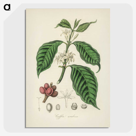 1-42_Medical-Botany_picture-crop