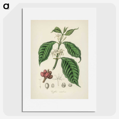 1-42_Medical-Botany_picture