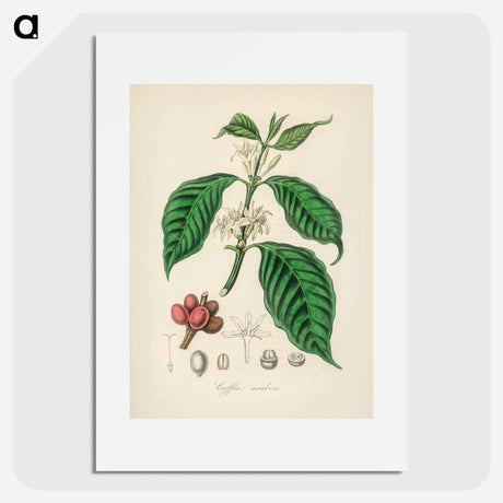 アートポスター-Coffea arabica
 - 薬用植物学 Poster.