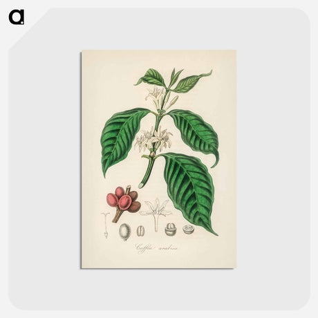 アートポストカード-Coffea arabica
 - 薬用植物学 Postcard.