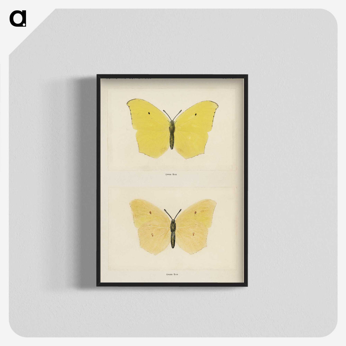 1-42_Moths-and-Butterflies-of-the-United-States_blk-crop