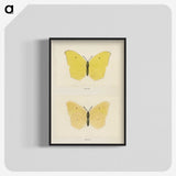 1-42_Moths-and-Butterflies-of-the-United-States_blk-crop