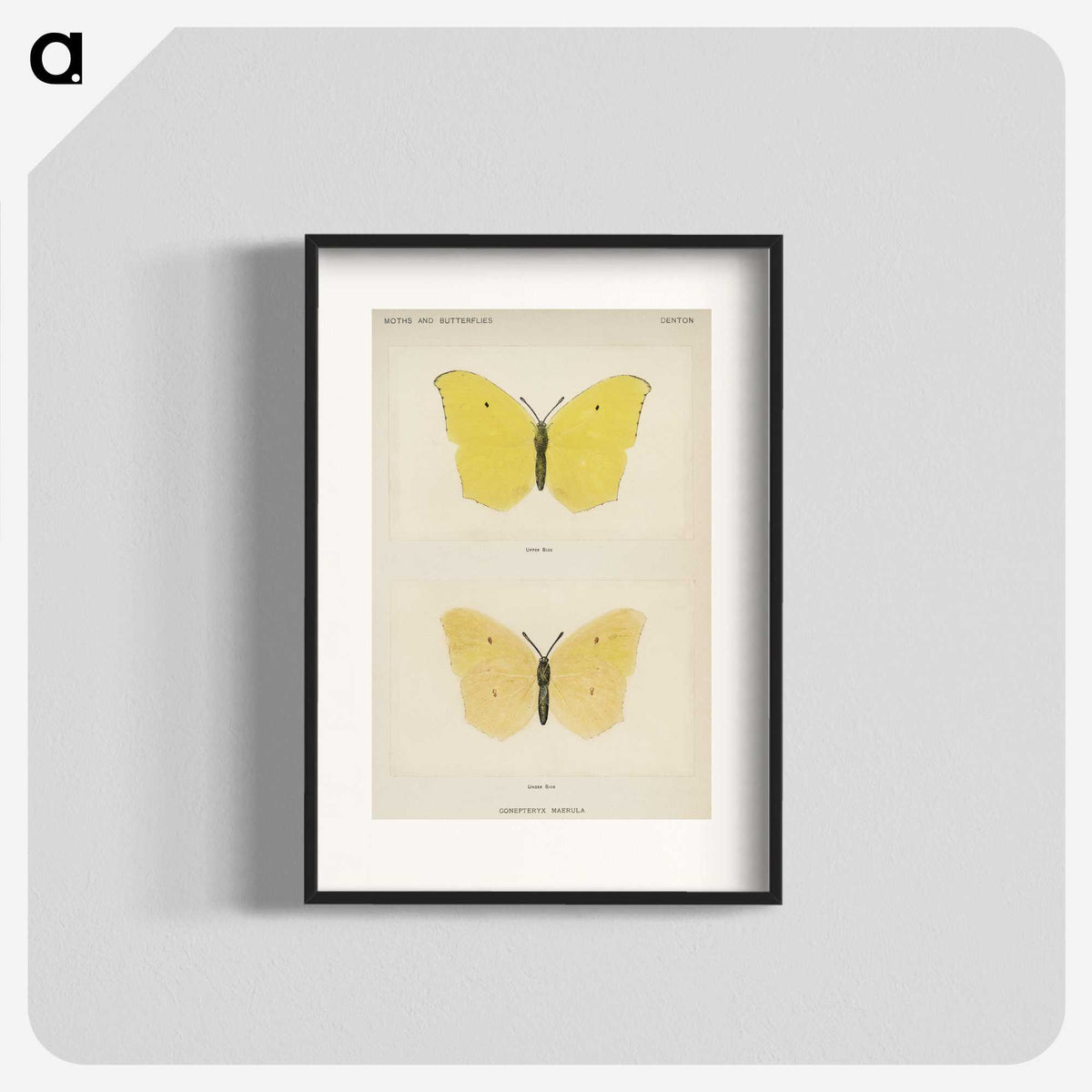 1-42_Moths-and-Butterflies-of-the-United-States_blk