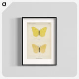 1-42_Moths-and-Butterflies-of-the-United-States_blk