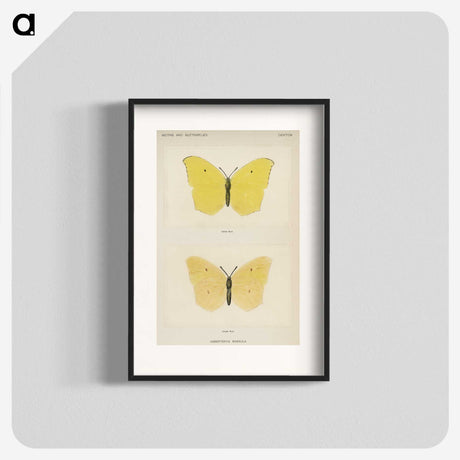 1-42_Moths-and-Butterflies-of-the-United-States_blk
