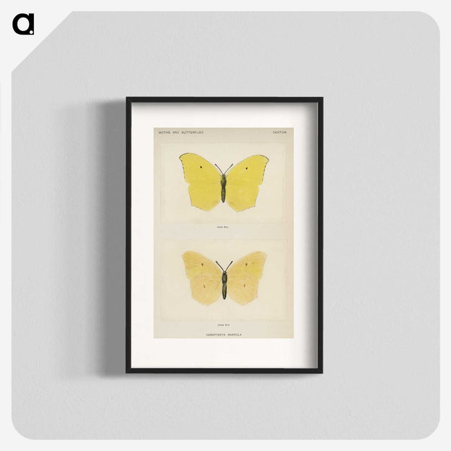 1-42_Moths-and-Butterflies-of-the-United-States_blk