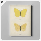 1-42_Moths-and-Butterflies-of-the-United-States_canvas