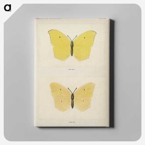 1-42_Moths-and-Butterflies-of-the-United-States_canvas