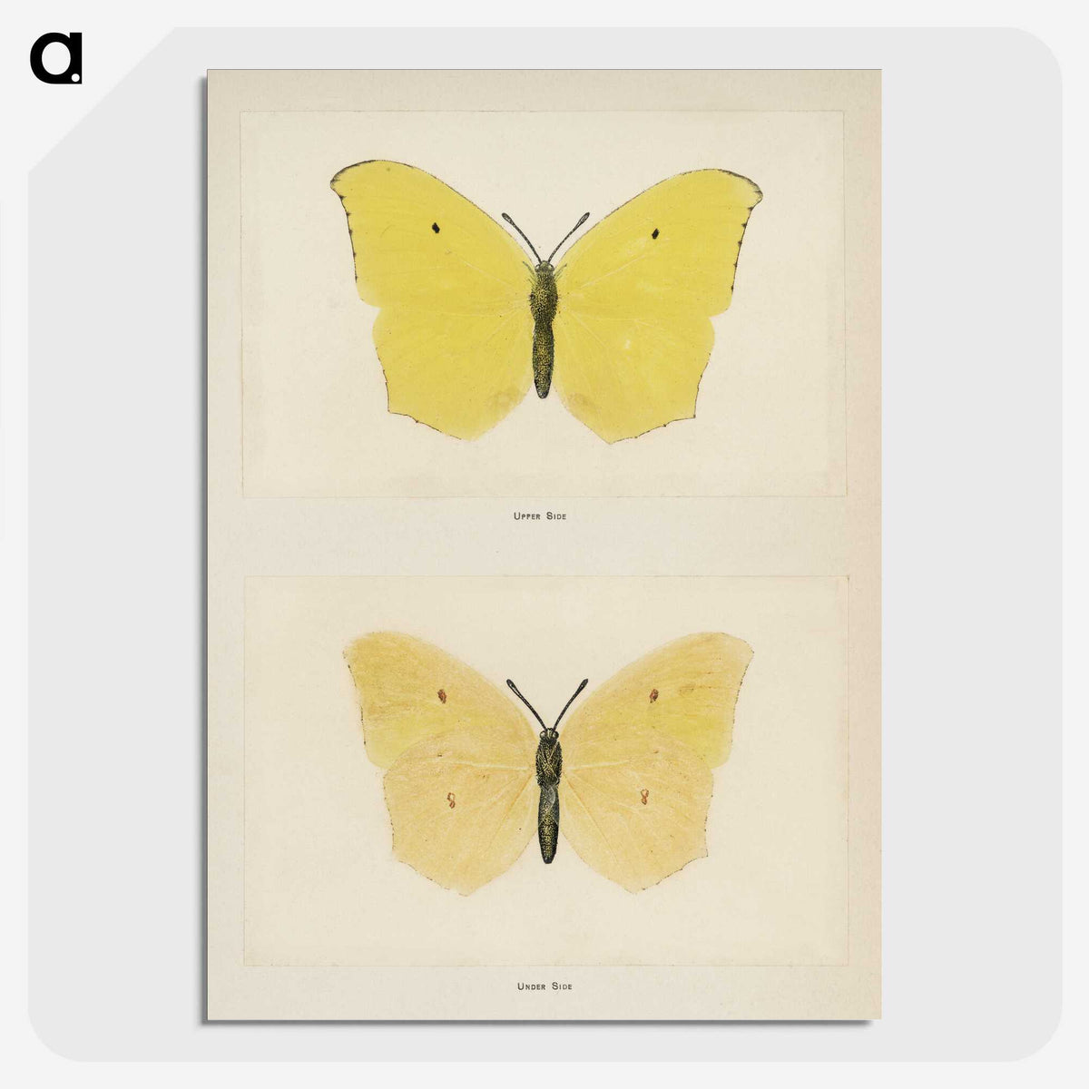 1-42_Moths-and-Butterflies-of-the-United-States_picture-crop