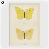 1-42_Moths-and-Butterflies-of-the-United-States_picture-crop