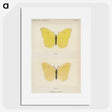 1-42_Moths-and-Butterflies-of-the-United-States_picture