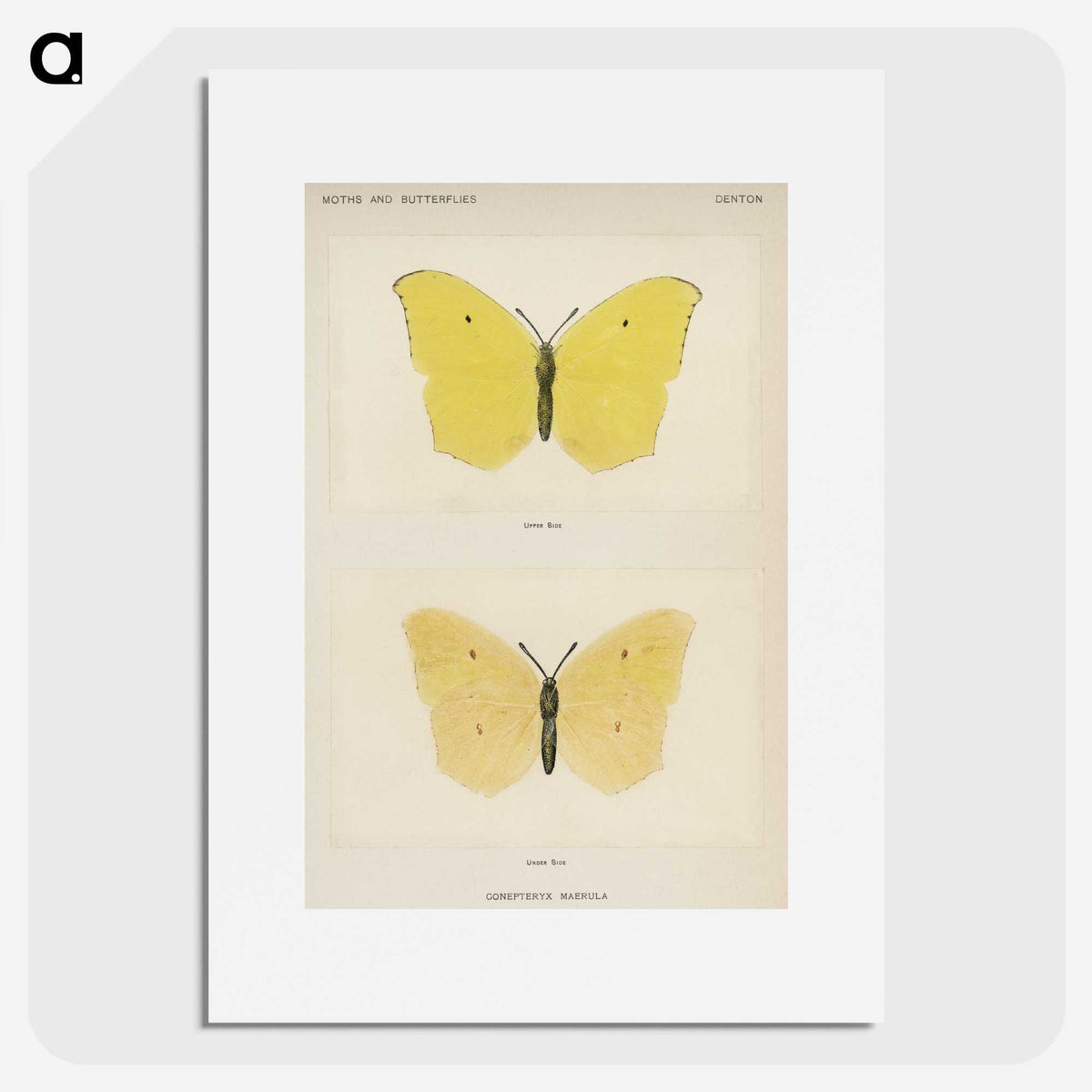 1-42_Moths-and-Butterflies-of-the-United-States_picture