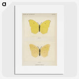 1-42_Moths-and-Butterflies-of-the-United-States_picture