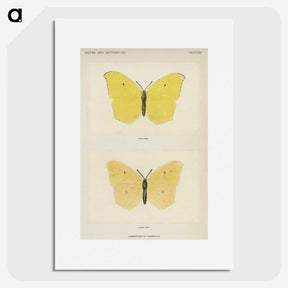 1-42_Moths-and-Butterflies-of-the-United-States_picture