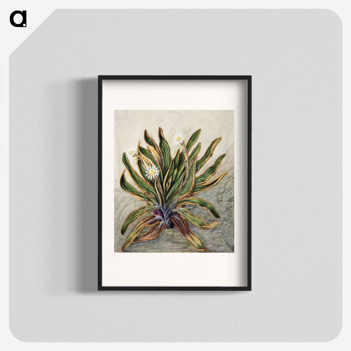 1-42_Native-Flowering-Plants-of-New-Zealand_blk