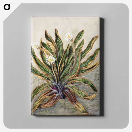 1-42_Native-Flowering-Plants-of-New-Zealand_canvas