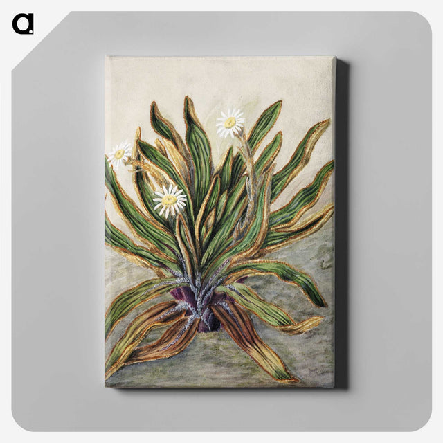 1-42_Native-Flowering-Plants-of-New-Zealand_canvas