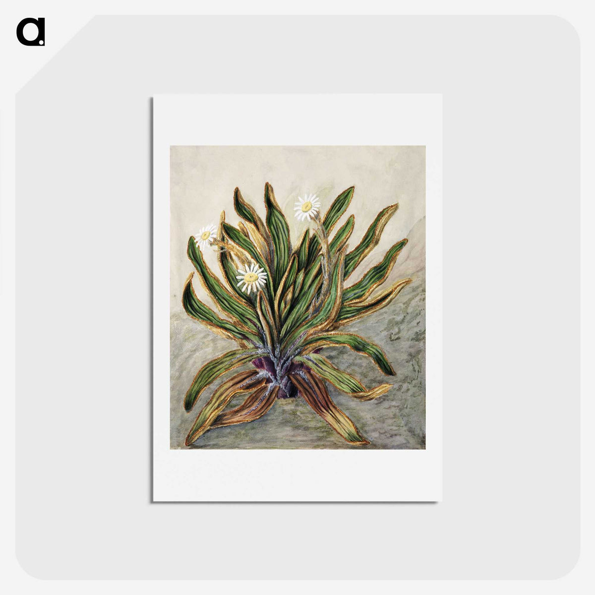 1-42_Native-Flowering-Plants-of-New-Zealand_hagaki