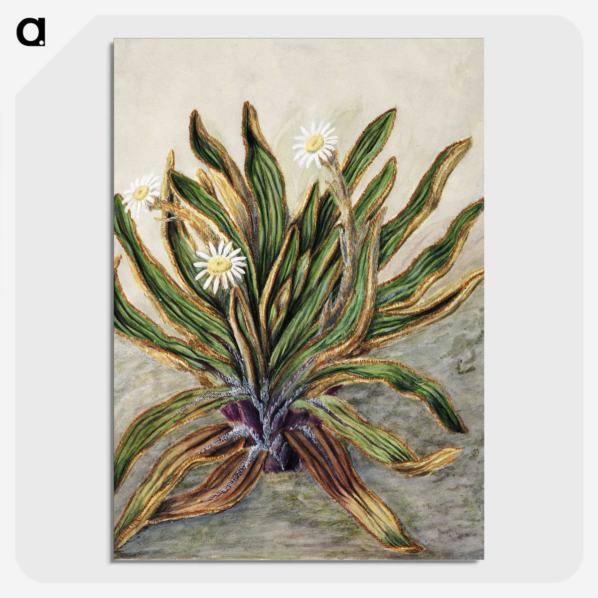 1-42_Native-Flowering-Plants-of-New-Zealand_picture-crop