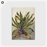 1-42_Native-Flowering-Plants-of-New-Zealand_postcard