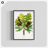 1-42_Nederlandsche-Flora-en-Pomona_blk-crop