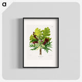 1-42_Nederlandsche-Flora-en-Pomona_blk