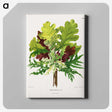 1-42_Nederlandsche-Flora-en-Pomona_canvas