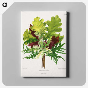 1-42_Nederlandsche-Flora-en-Pomona_canvas