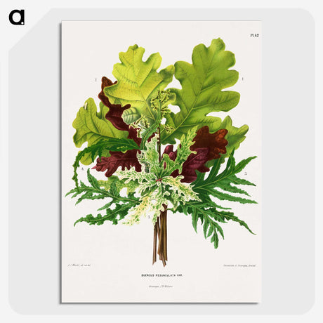 1-42_Nederlandsche-Flora-en-Pomona_picture-crop