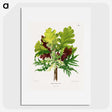 1-42_Nederlandsche-Flora-en-Pomona_picture