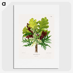 1-42_Nederlandsche-Flora-en-Pomona_picture