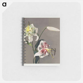 アートメモ帳-Lily - 小川 一正 Memo.