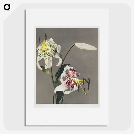 1-42_Ogawa-Kazumasa_picture
