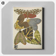 アートパネル-Vintage Butterflies
 - パピヨン Canvas.